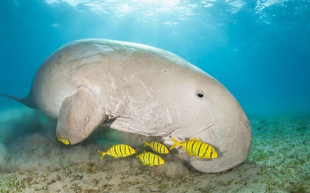Leveraging Resources – Saving the Whales, and Dugongs