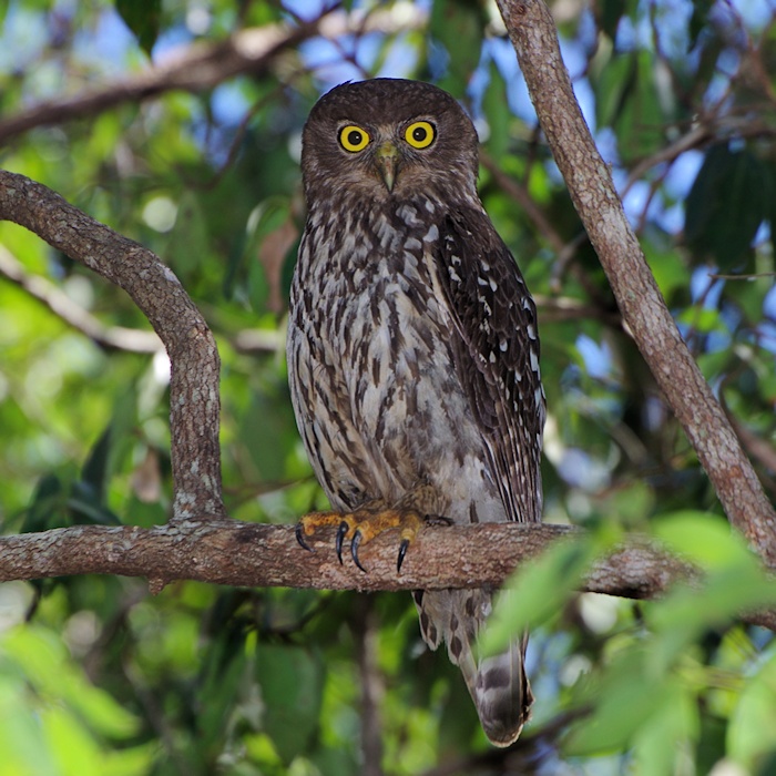 Barking Owl