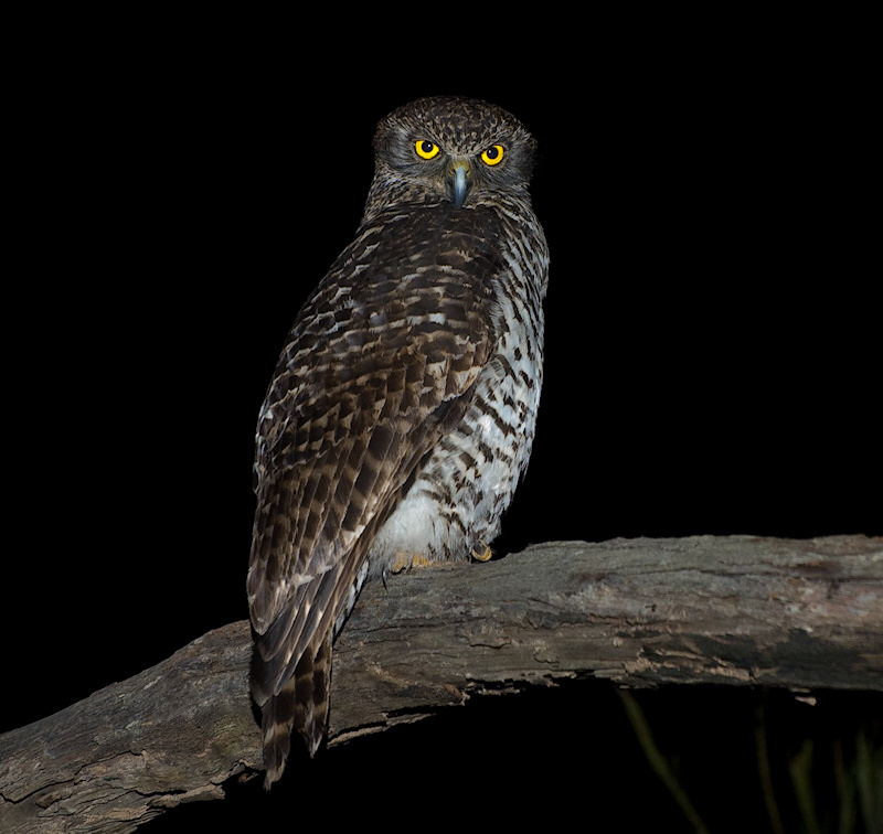 Powerful Owl