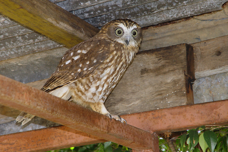 Boobook Owl
