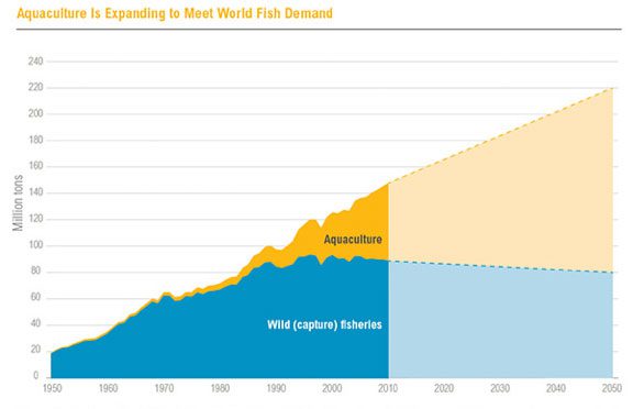 Aquaculture - Key Future - MECI Group